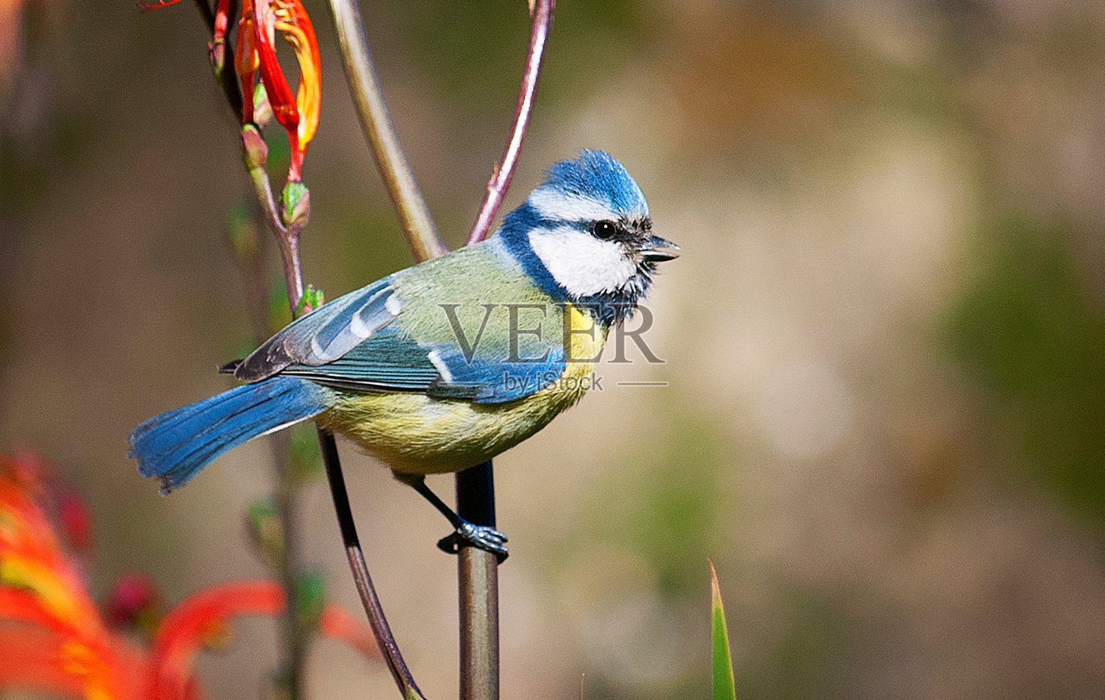 美丽的葡萄牙野生动物图片照片摄影图片