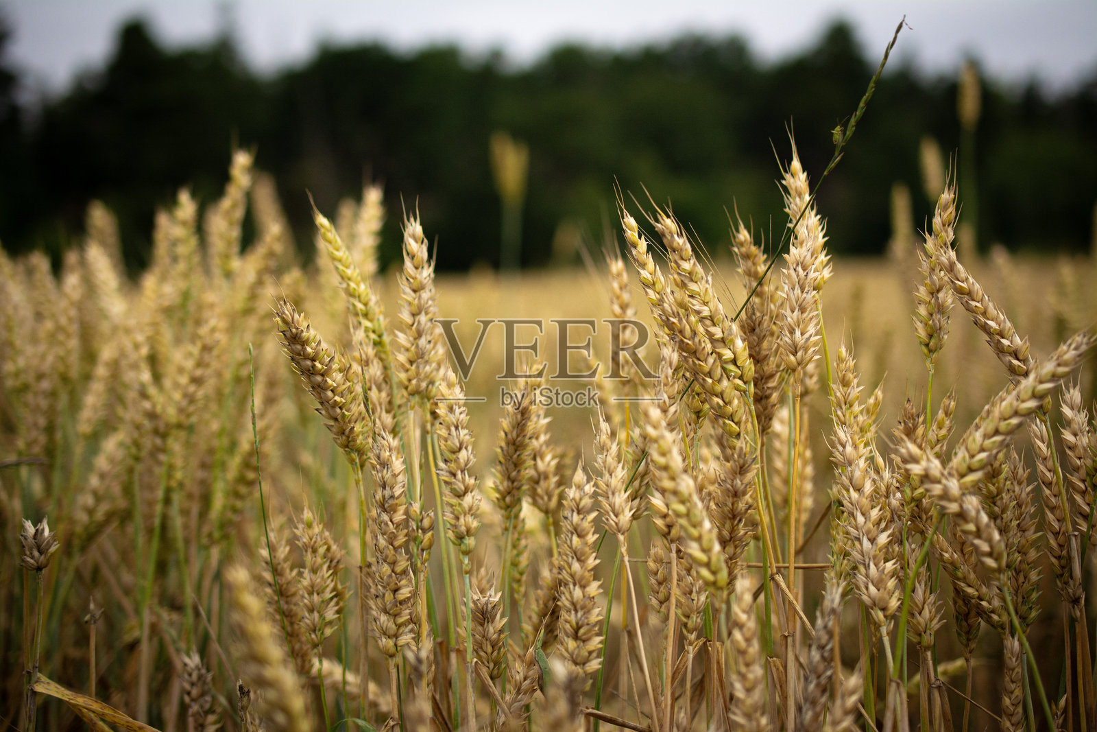 麦田里的黑麦穗照片摄影图片