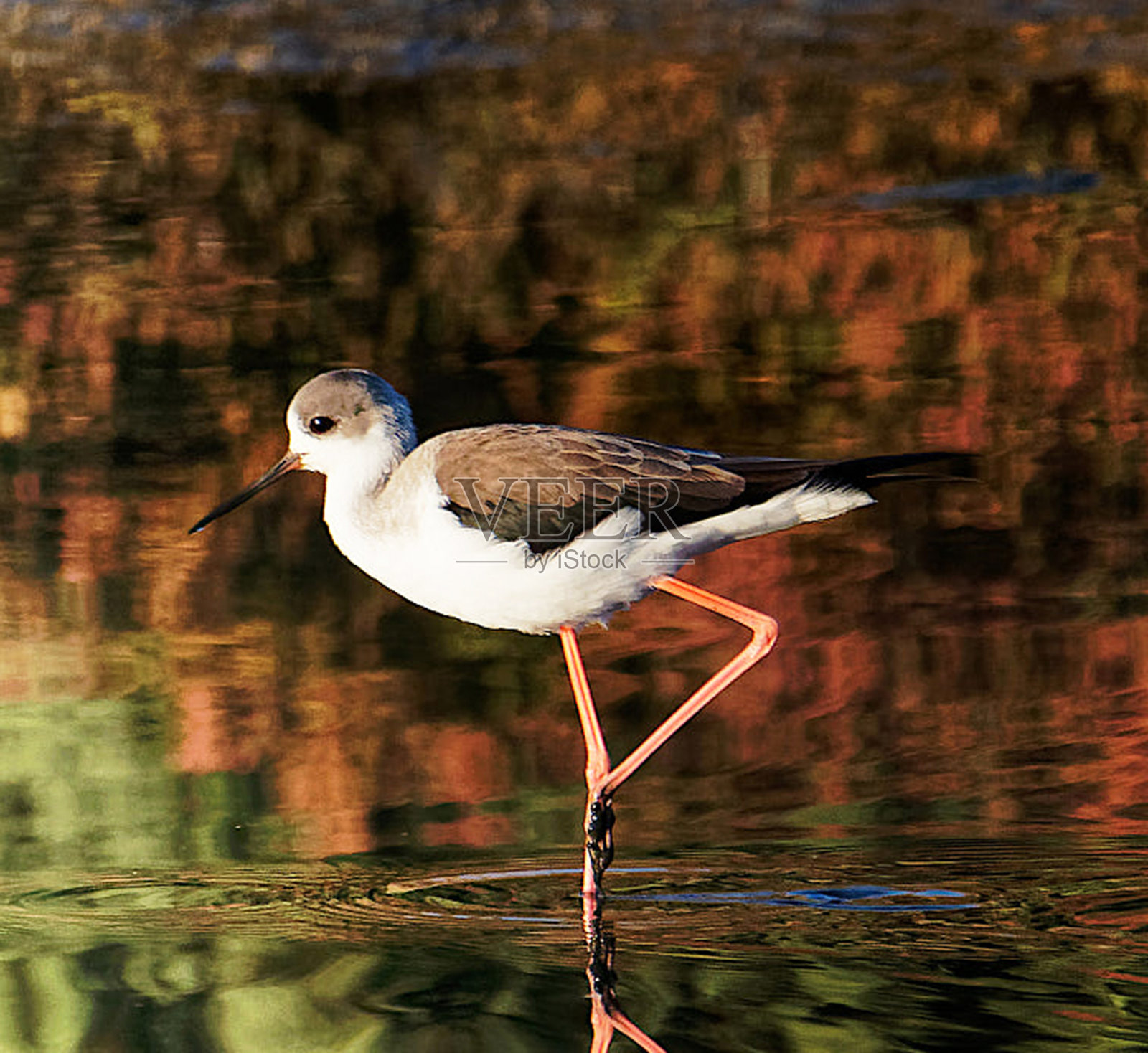 美丽的葡萄牙野生动物图片照片摄影图片