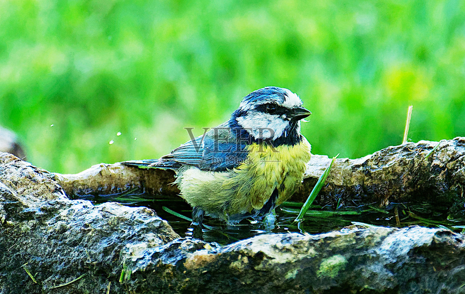 创意葡萄牙野生动物图片照片摄影图片