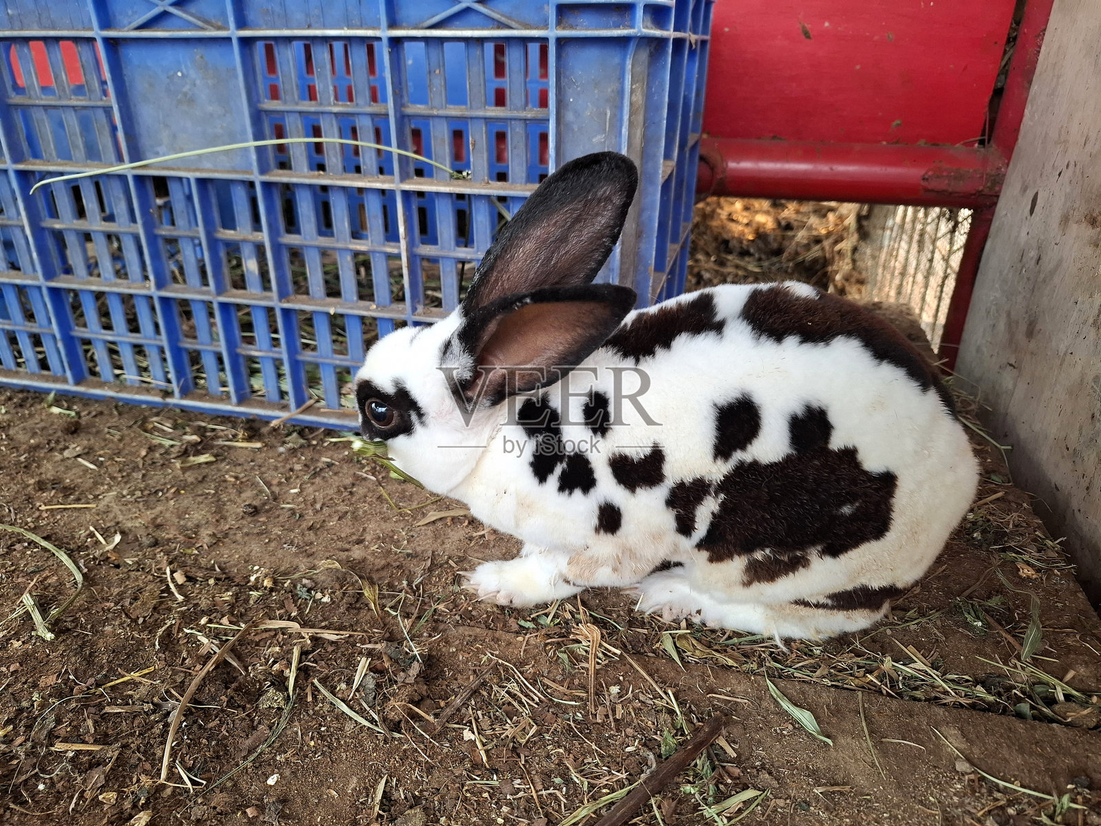 笼子里的兔子是白色的，上面有黑点照片摄影图片