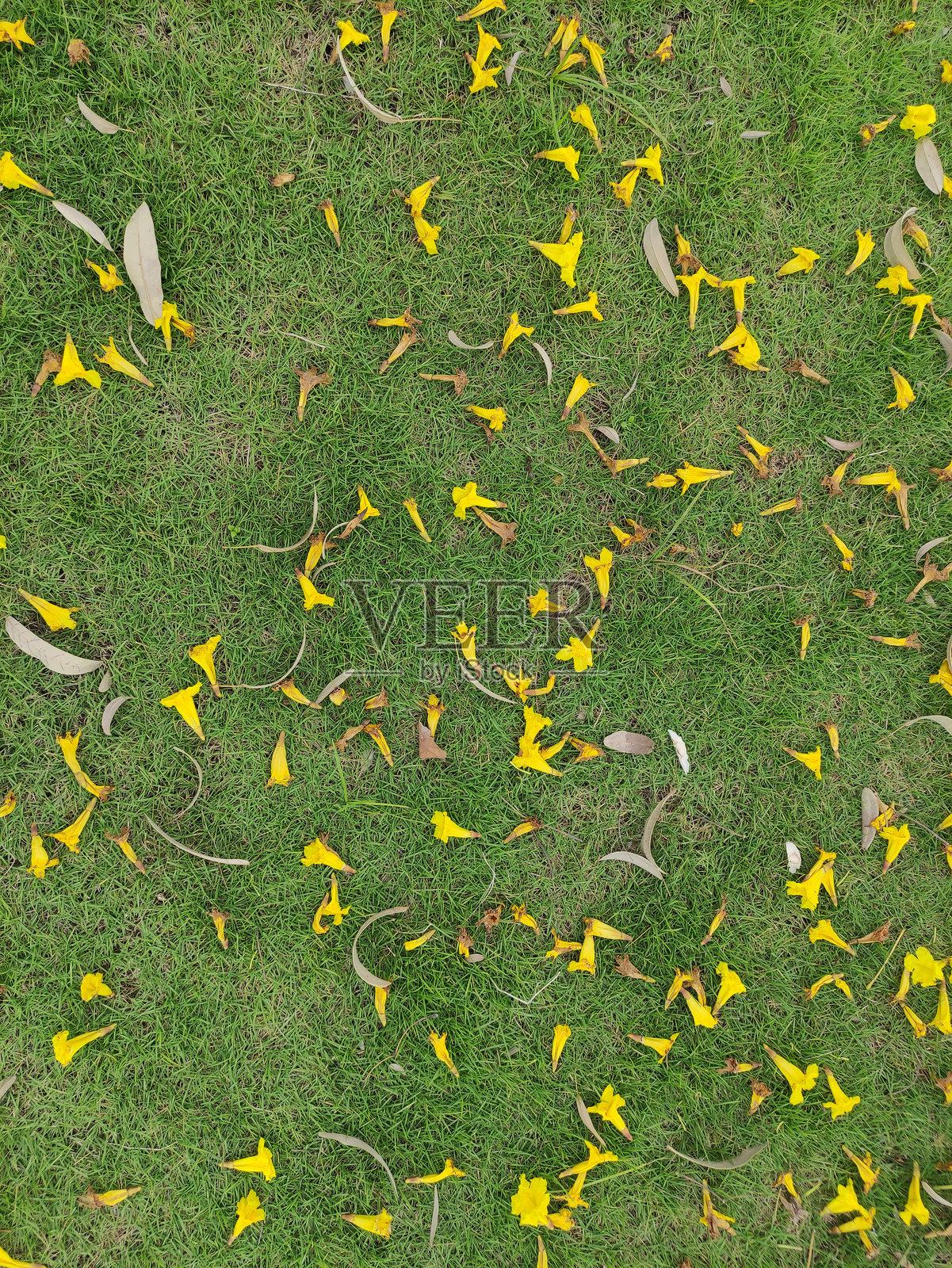 掉落的干黄花的纹理适合于插图和背景壁纸照片摄影图片