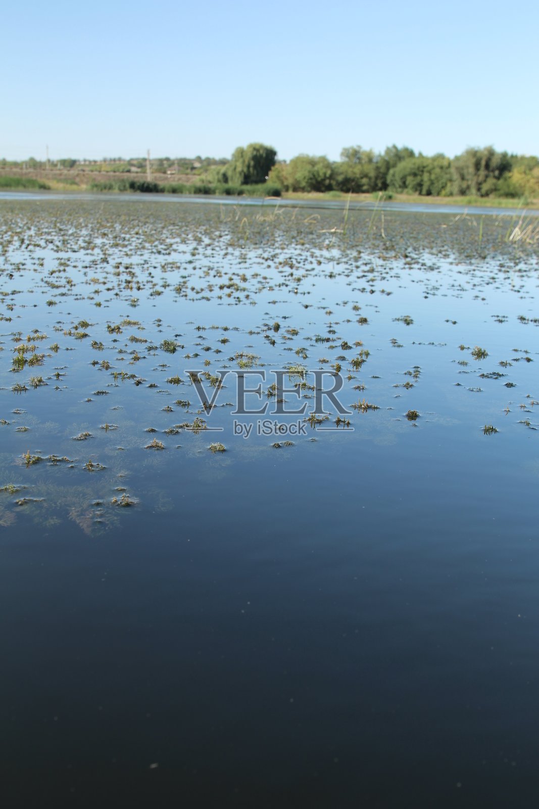 以树木为背景的水体照片摄影图片