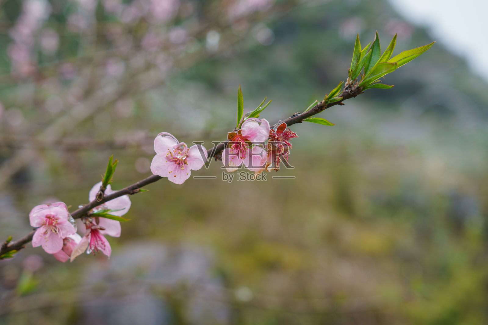 春暖花开的河江省。河江是越南最北部的一个省份照片摄影图片