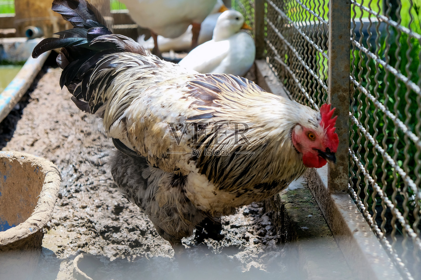 鸡和公鸡在笼子里。照片摄影图片