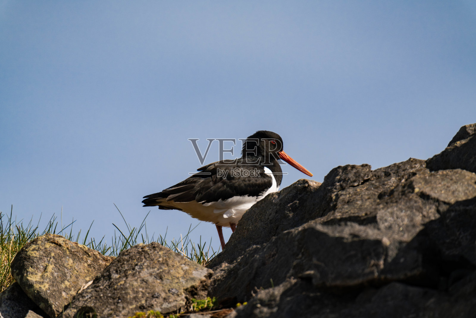夏季的欧亚捕牡蛎者(ostralegus Haematopus照片摄影图片