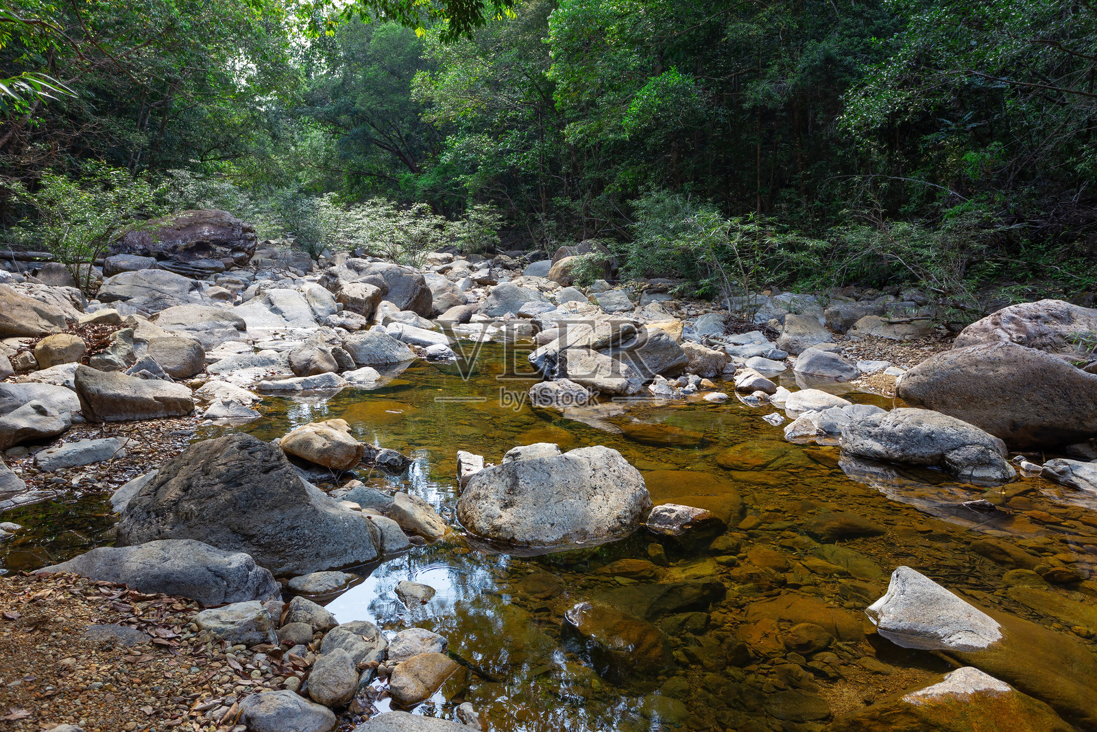 产于东南亚的热带丛林照片摄影图片