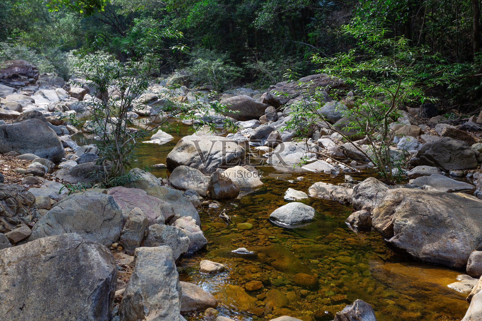 产于东南亚的热带丛林照片摄影图片