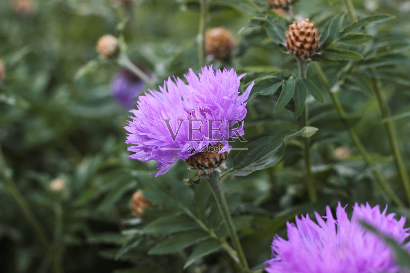 在明亮的日光下，生机勃勃的紫色花朵在郁郁葱葱的绿色花园中盛开，展示了大自然在春天的季节性展示之美照片摄影图片
