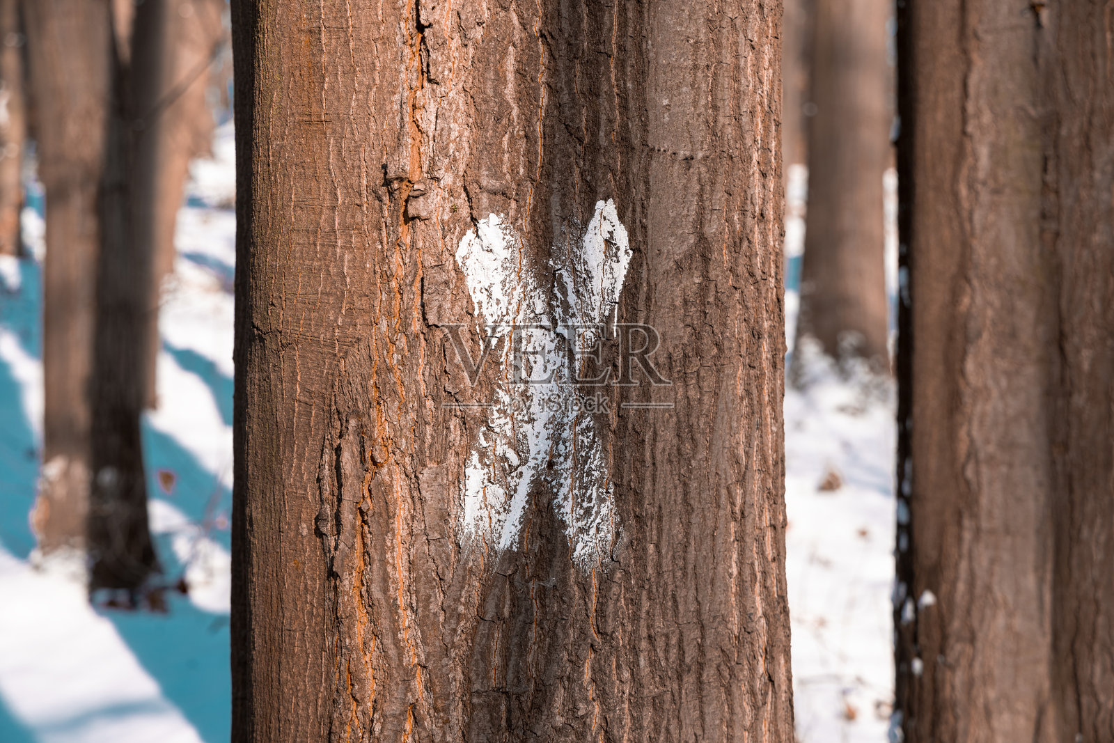 旅游路线指示牌在一棵用粉笔画的树上，冬季森林户外前景简单照片摄影图片