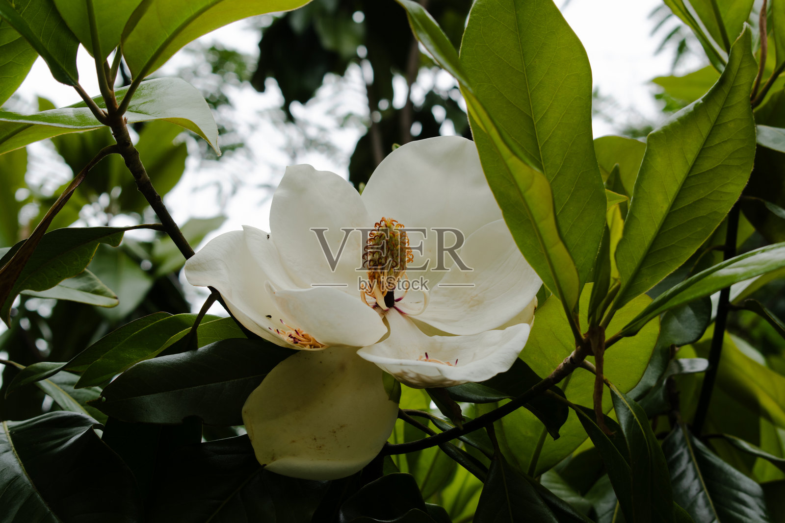 春园中的木兰花树照片摄影图片