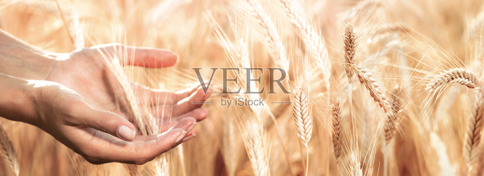 女性手和麦穗的特写照片摄影图片