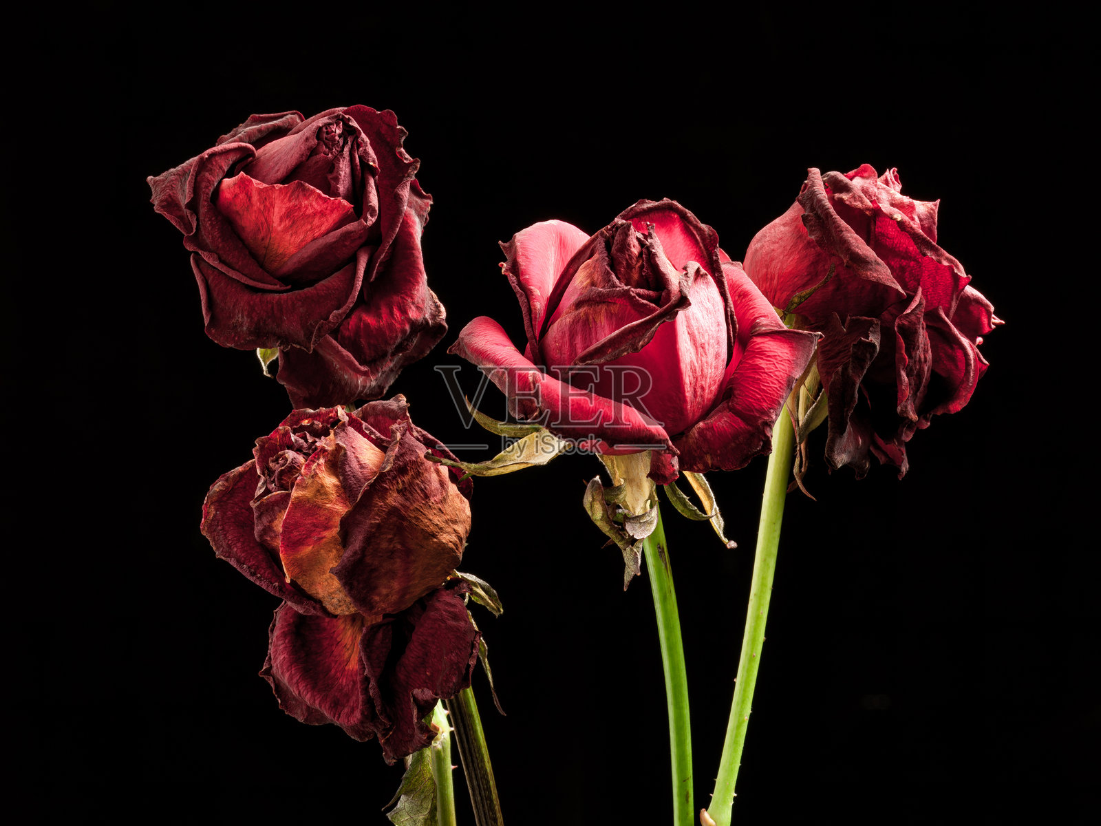 四朵褪色的红玫瑰照片摄影图片