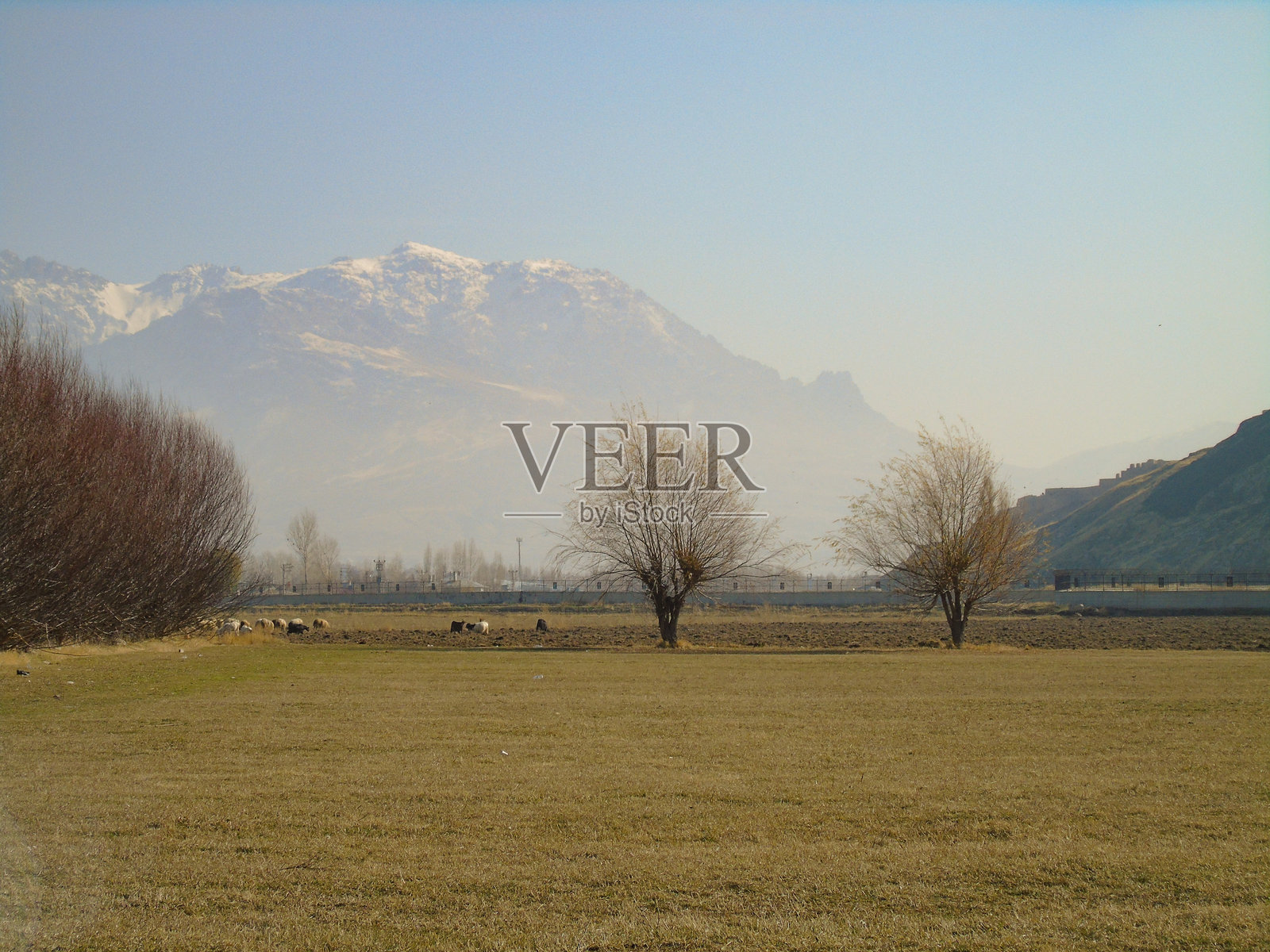 一大片开阔的草地，远处有两棵树和群山照片摄影图片