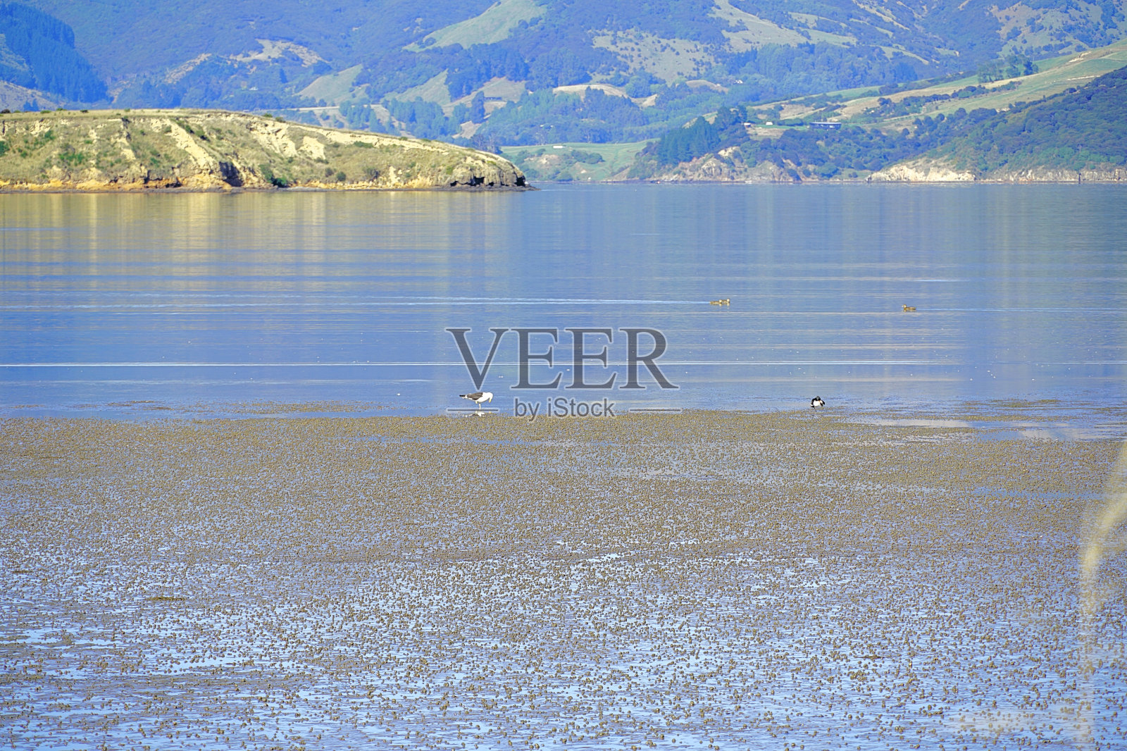 新西兰南岛照片摄影图片