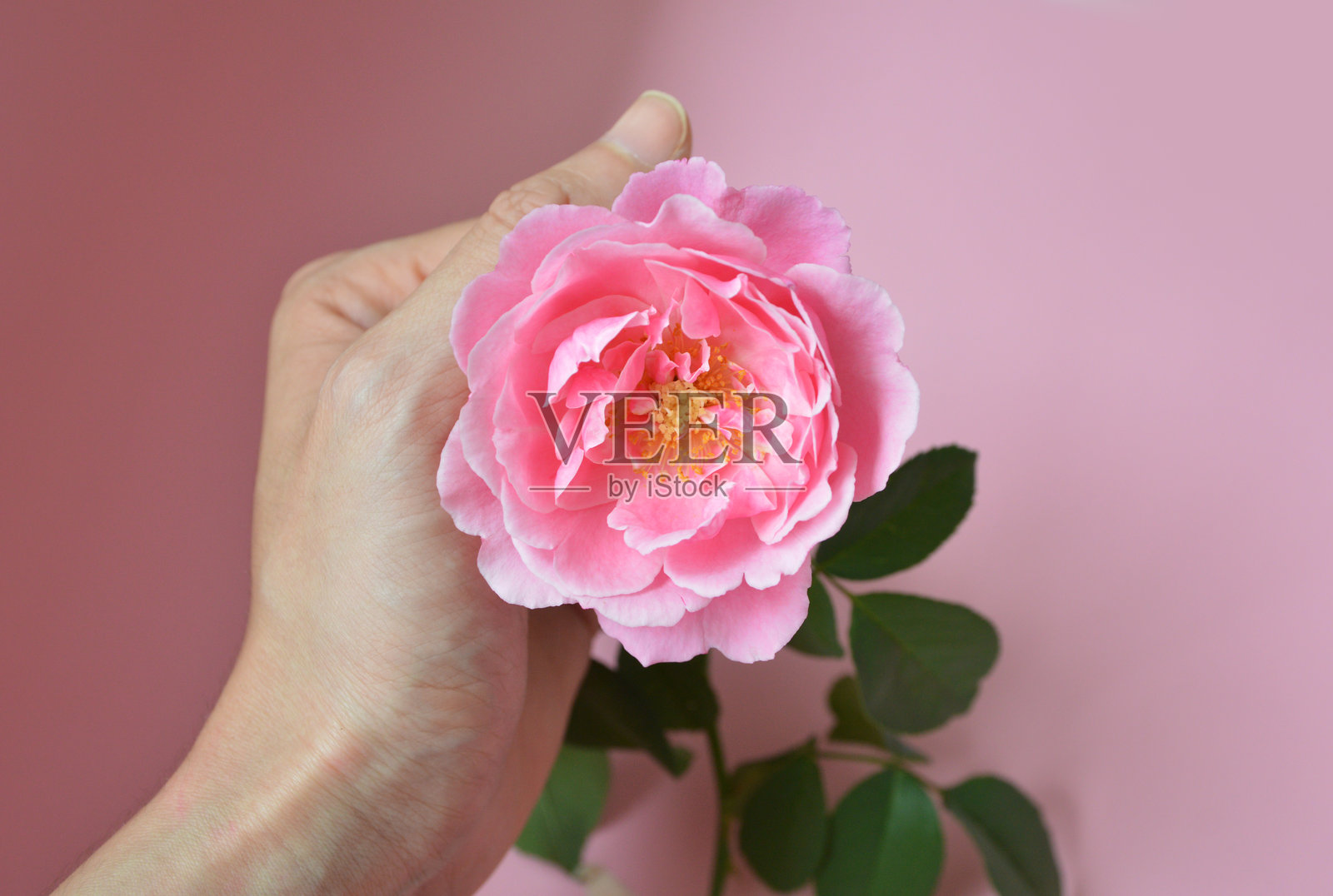 手握一朵粉红色背景的苏埃马纽埃尔玫瑰照片摄影图片