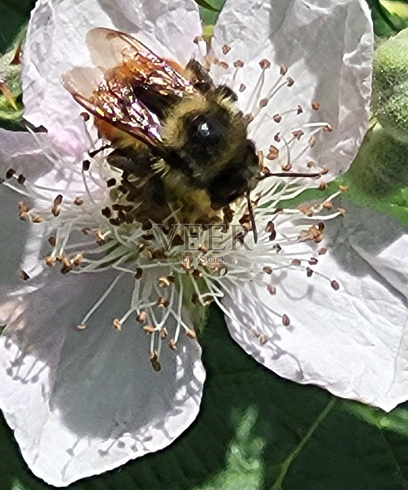 温哥华福溪社区春夏时节的花卉和植物照片摄影图片