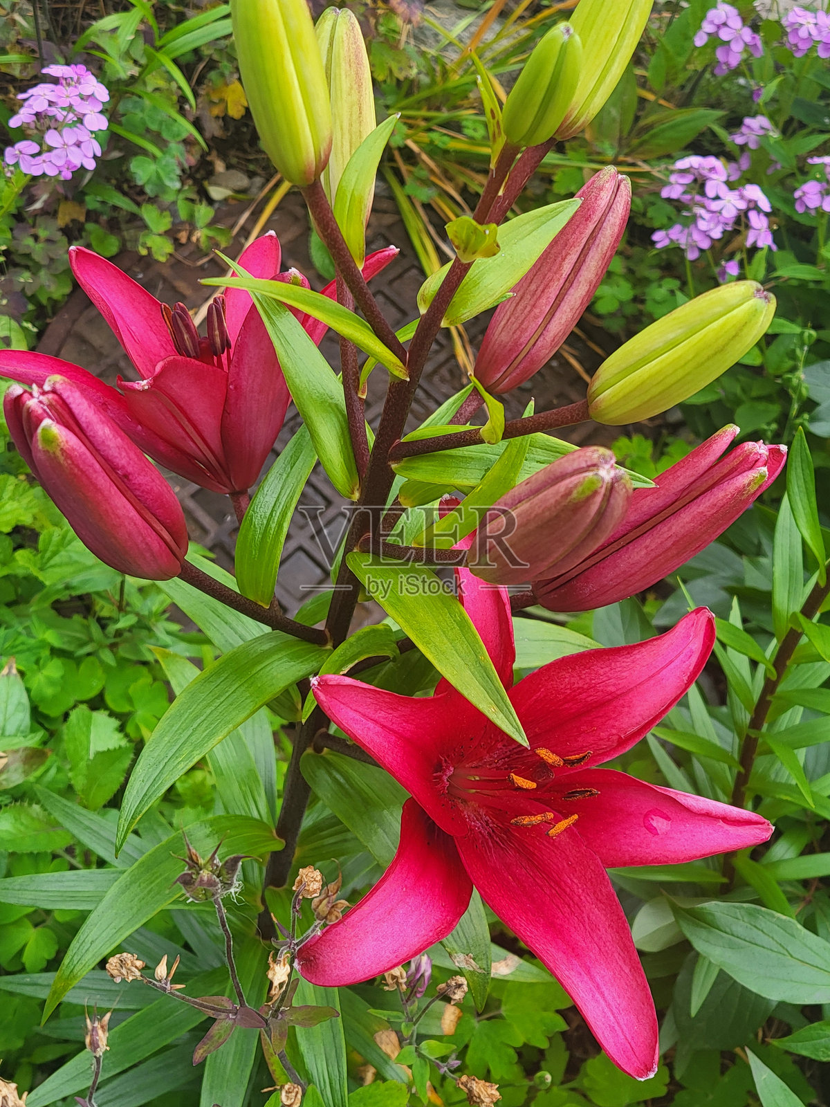 温哥华福溪社区春夏时节的花卉和植物照片摄影图片