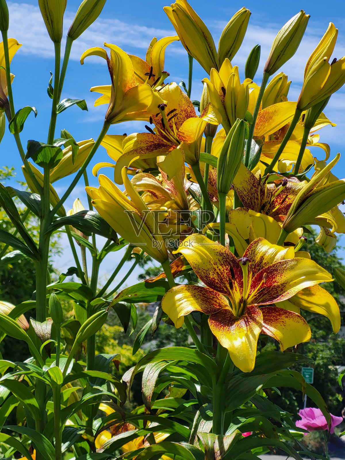 温哥华福溪社区春夏时节的花卉和植物照片摄影图片