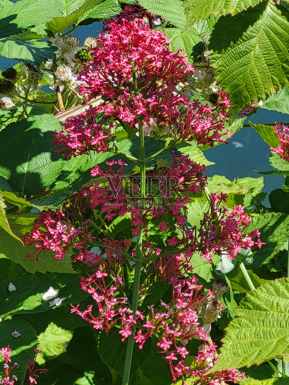 温哥华福溪社区春夏时节的花卉和植物照片摄影图片