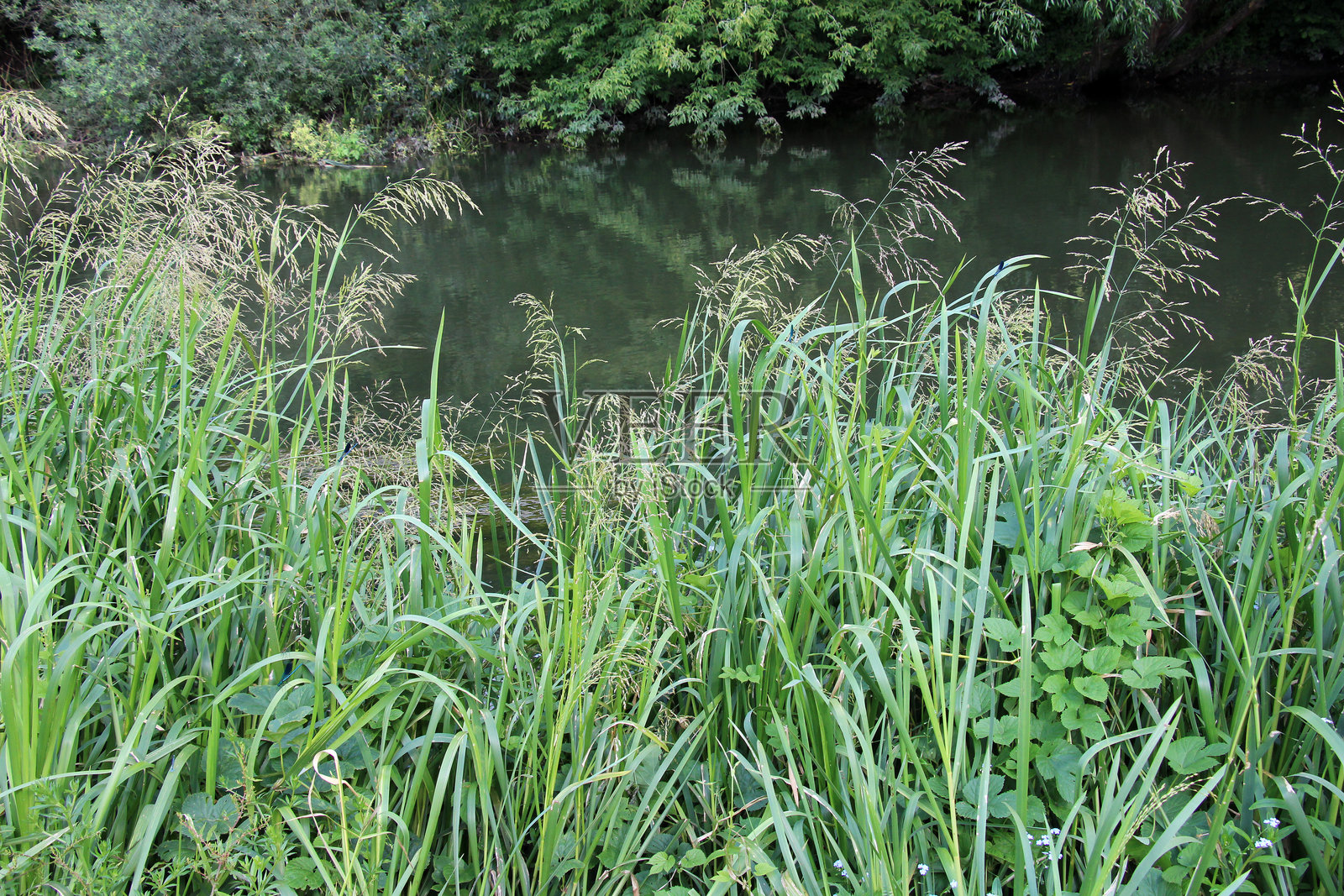 大甘油生长在河岸和水中照片摄影图片