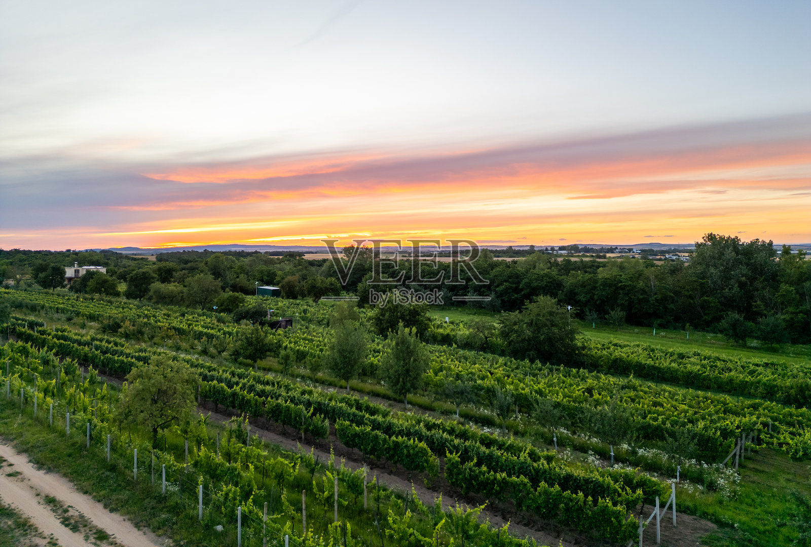 一架无人机从空中拍摄了一排排整齐的葡萄园，突出了远处葱郁的绿色葡萄藤的对称和美丽。照片摄影图片