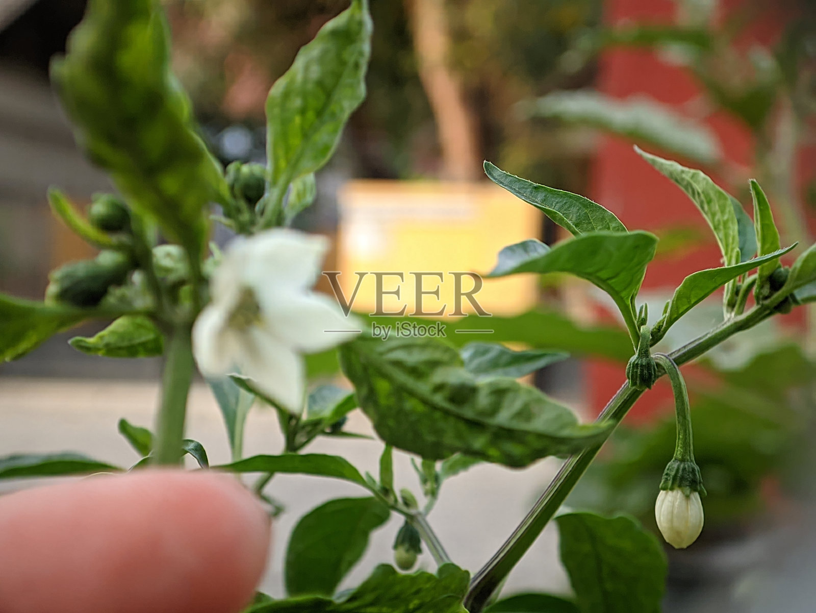 盛开的辣椒花照片摄影图片