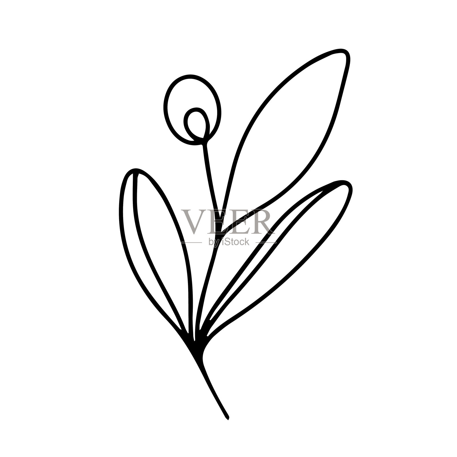 向量。开花植物的轮廓图。有叶有芽的花的小枝涂鸦插图。设计元素的标志，卡片，邀请，菜单，包装，海报插画图片素材