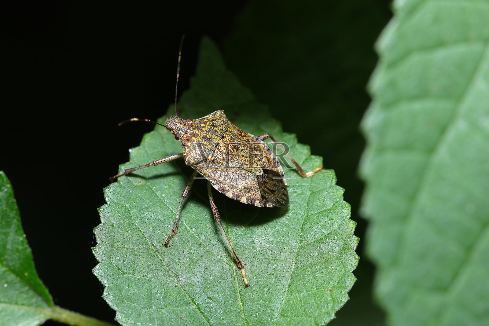 成虫，主要影响果树的农业害虫(自然+手电，特写微距摄影)照片摄影图片