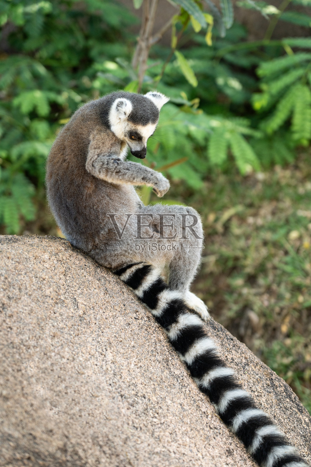 马达加斯加伊萨洛国家公园岩石上的环尾狐猴照片摄影图片