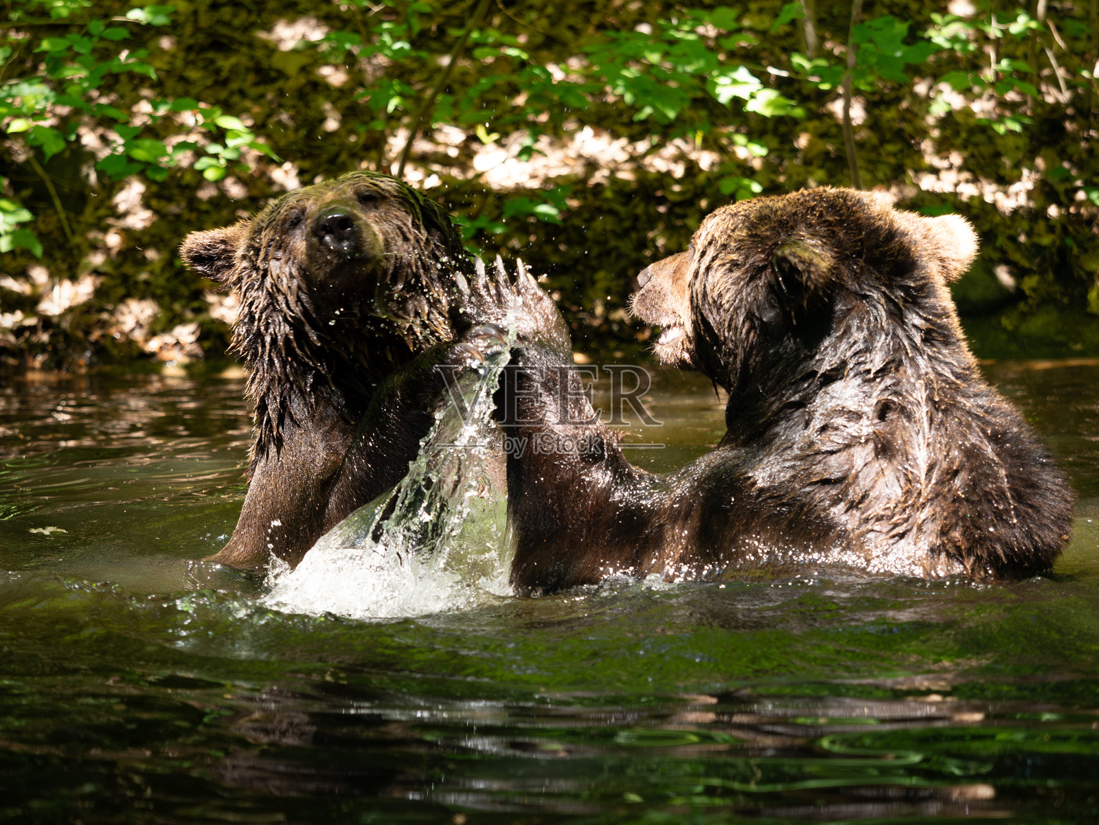 两只棕熊在一个小池塘里互相玩耍照片摄影图片