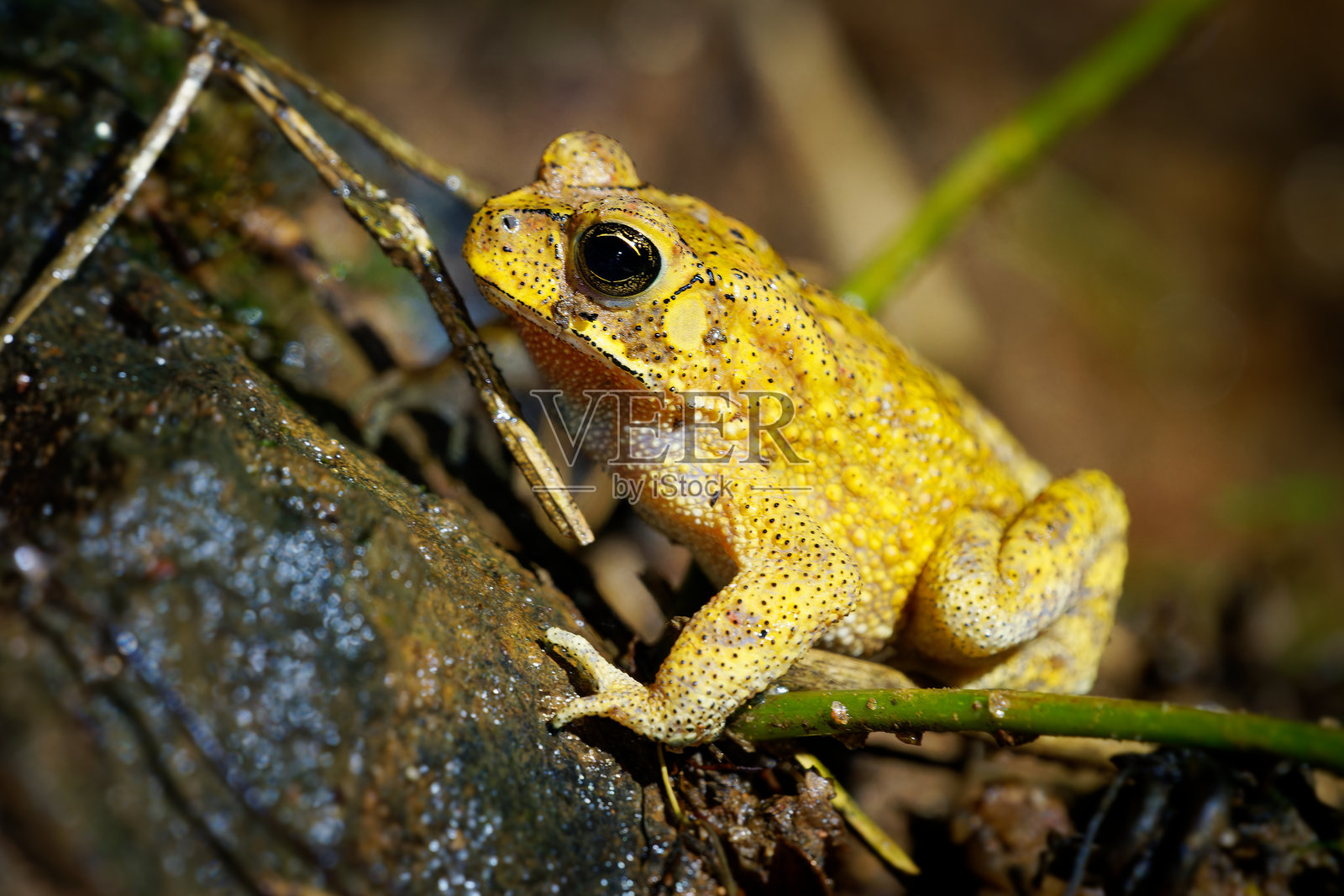 金色蟾蜍（中华蟾蜍），亦称亚洲常见或黑棘蟾蜍，广泛分布于南亚照片摄影图片