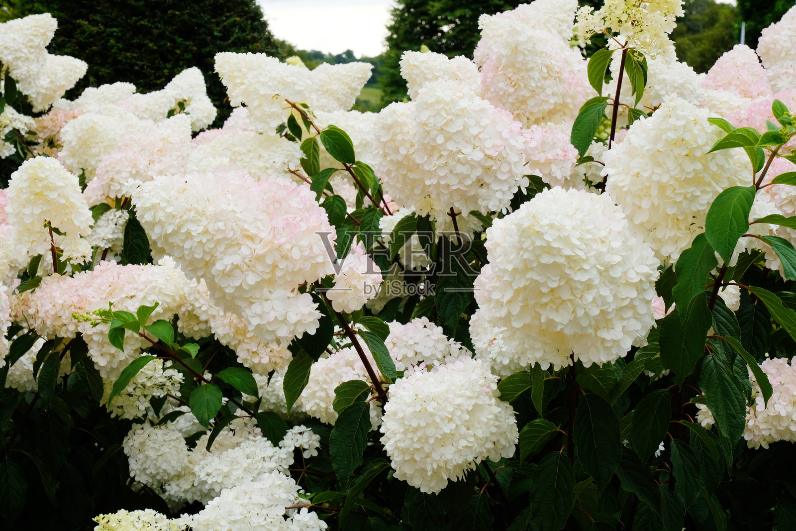 绣球花香照片摄影图片