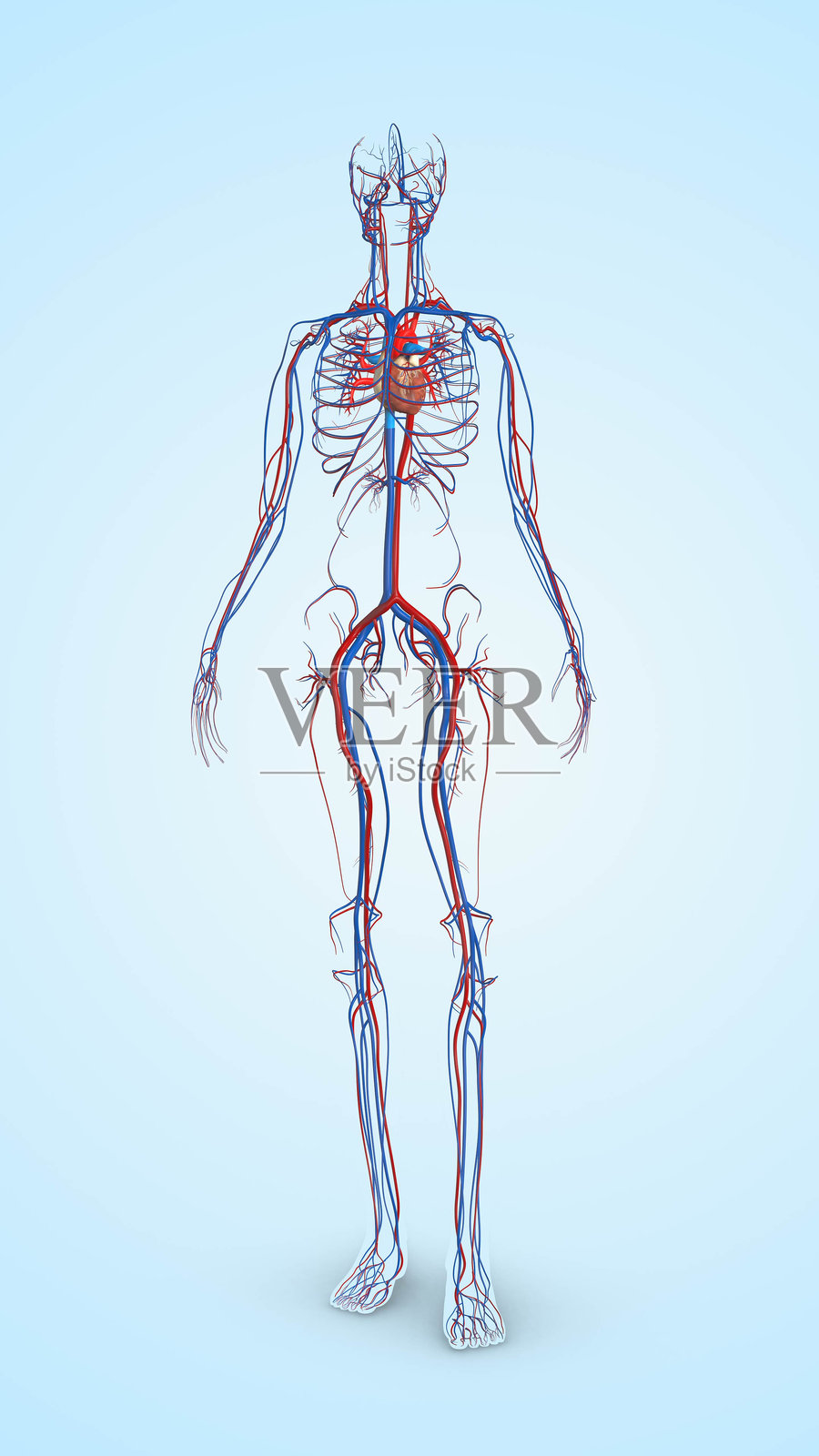 人体的循环系统照片摄影图片
