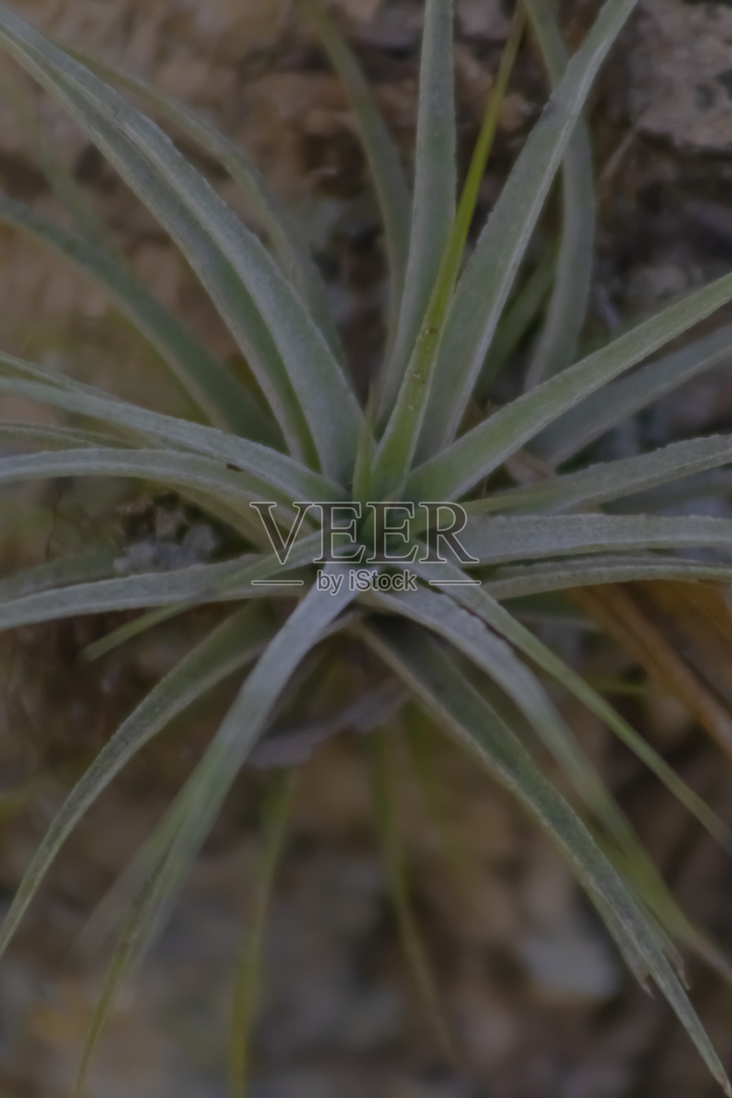 Tillandsia照片摄影图片