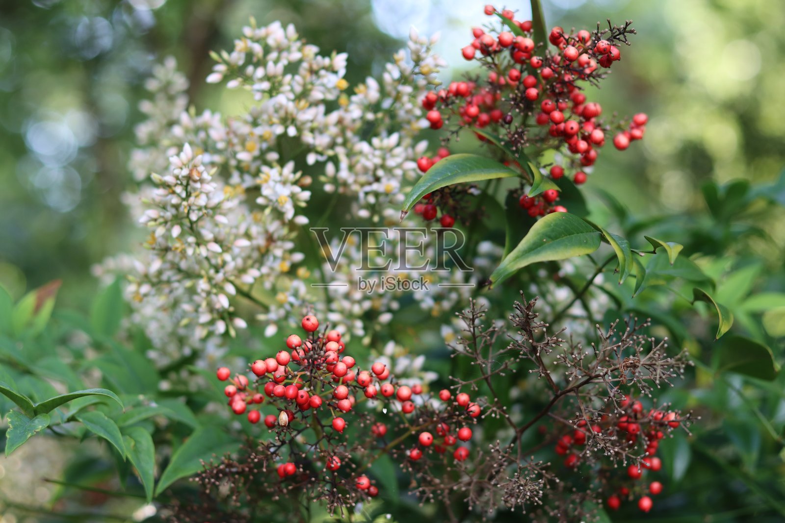 白花和红色浆果的近照，在一种天竹灌木上照片摄影图片
