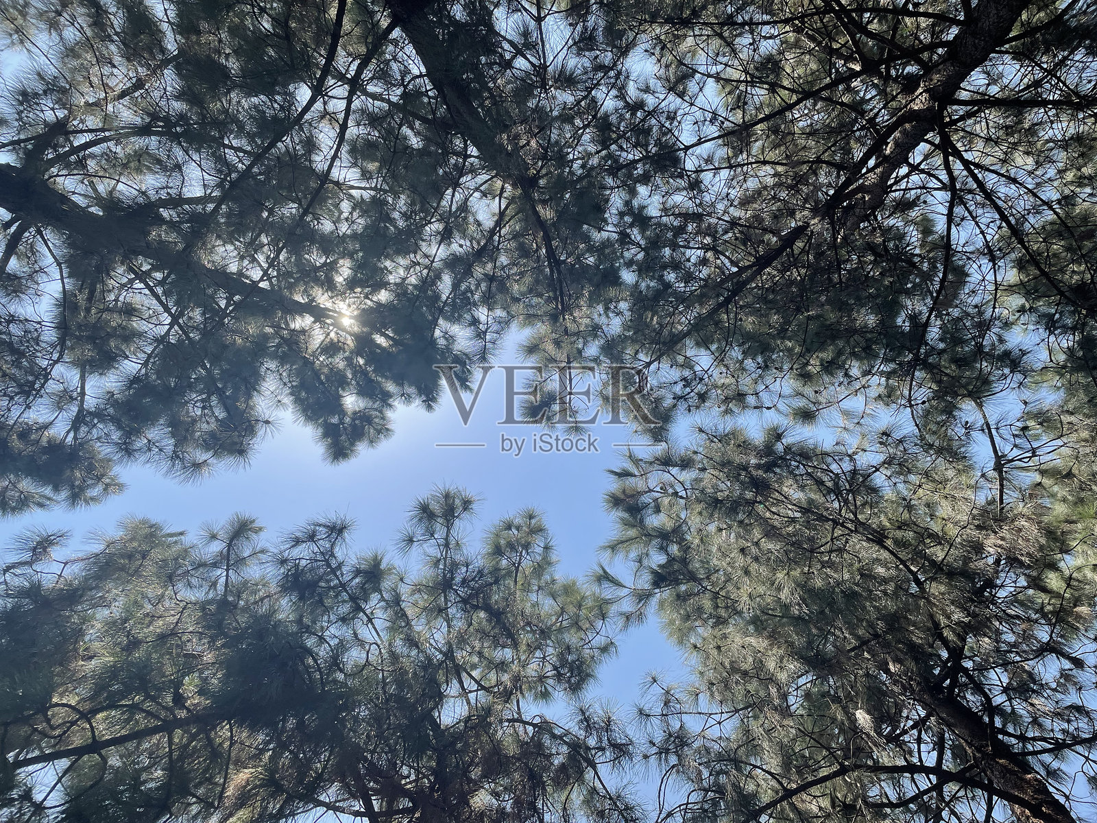 在树荫下放松照片摄影图片