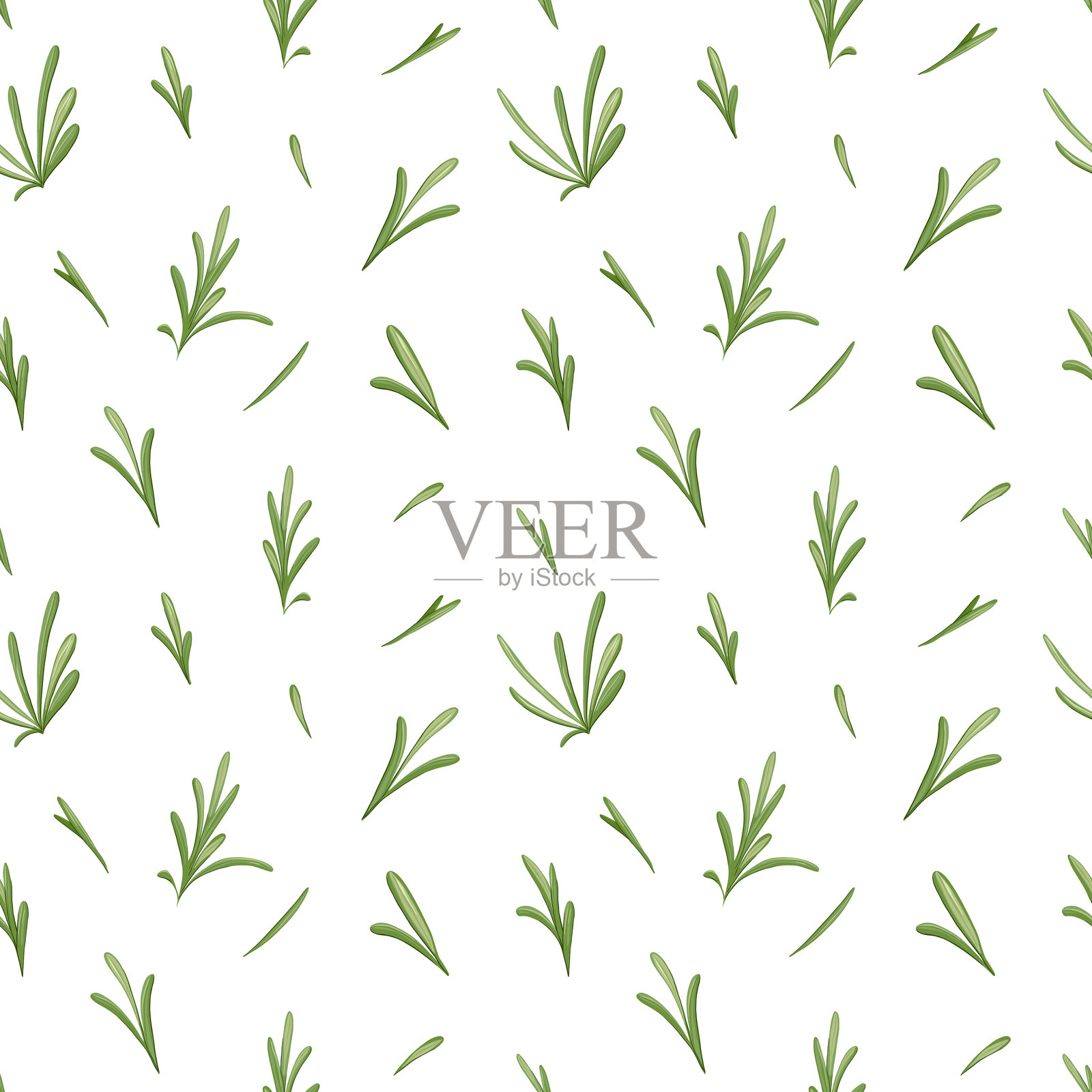 矢量与迷迭香叶无缝图案插画图片素材