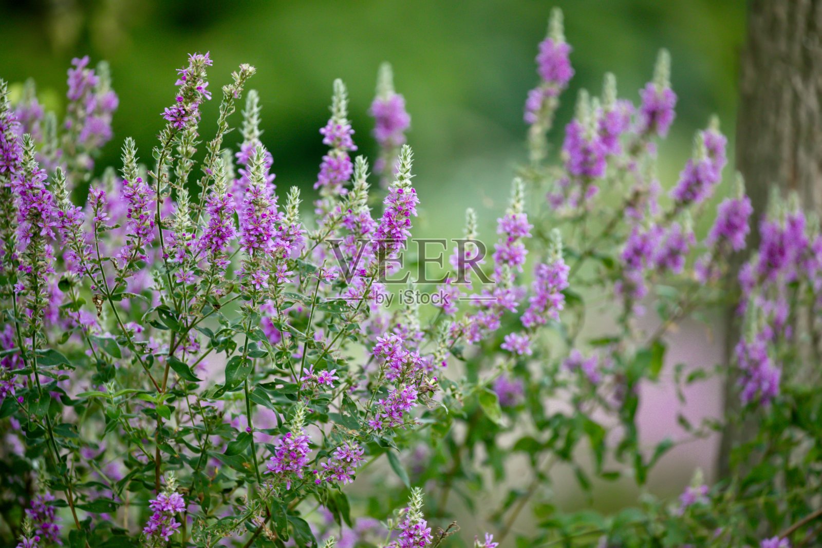 夏天的野花田照片摄影图片