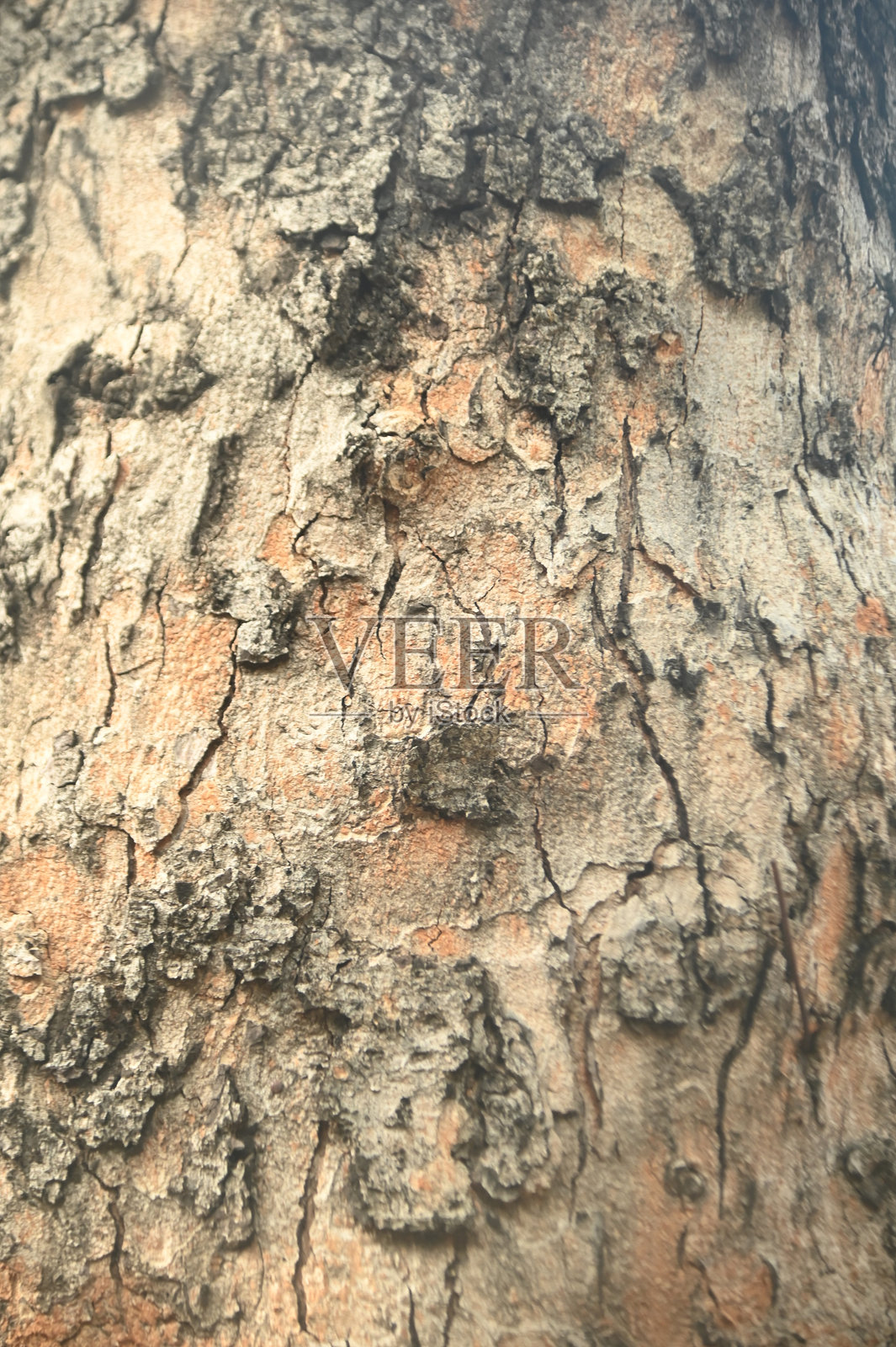 纹理和背景的特写，树皮表面的棕色和灰色的树在日光下。照片摄影图片