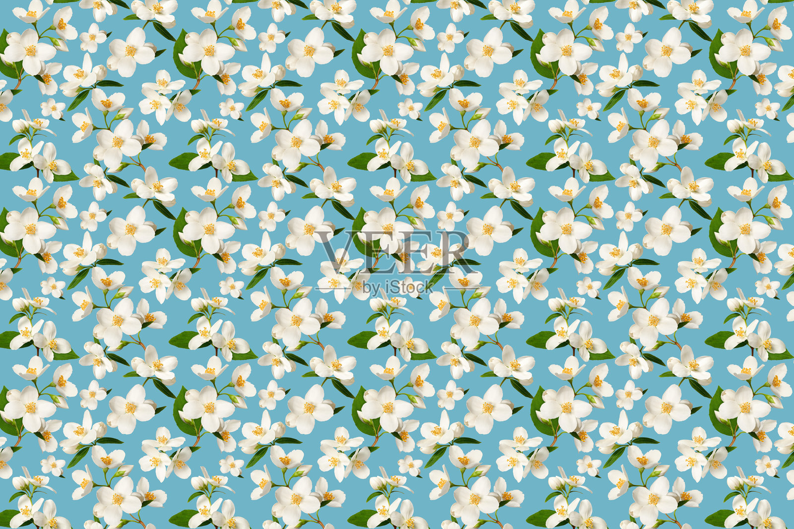 花的背景。精致的茉莉花在蓝色的背景，重复的图案。适合婚礼卡片，请柬，墙纸，织物设计，包装纸，室内装饰。照片摄影图片