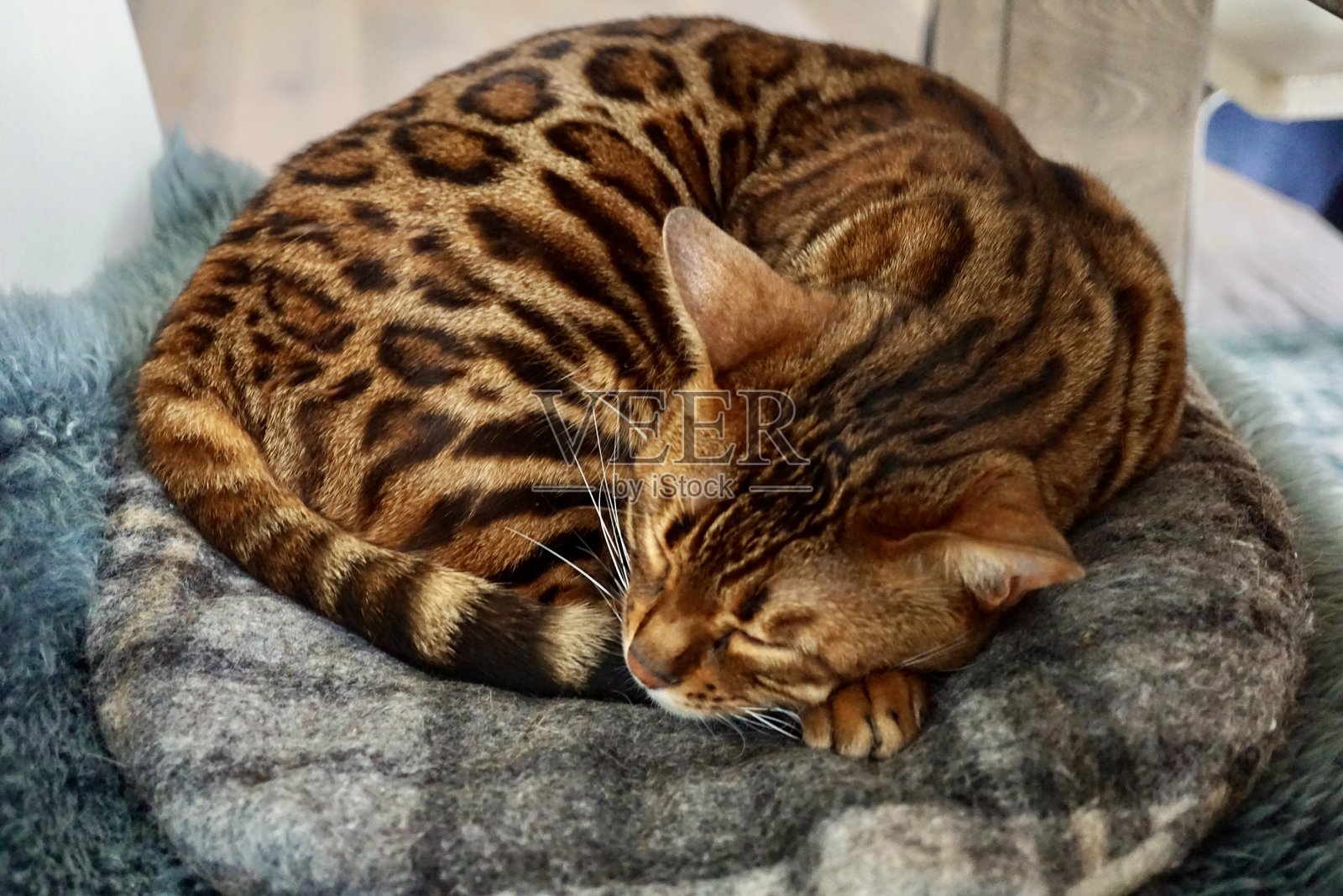 孟加拉猫是由亚洲豹猫(Prionailurus bengalensis)与家猫，特别是斑点埃及猫杂交而成的一种杂交猫。照片摄影图片