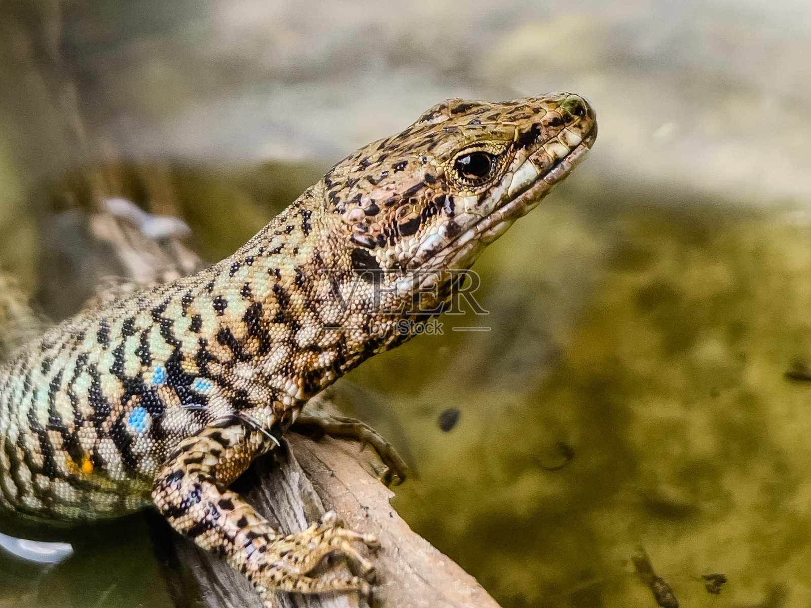 在自然栖息地的岩石上休息的欧洲蜥蜴照片摄影图片