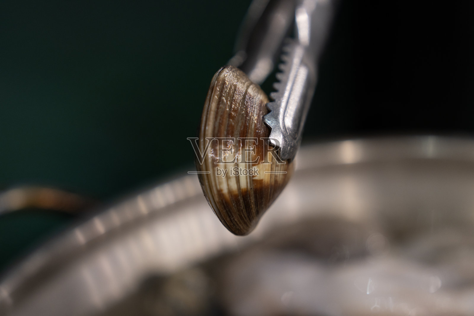 新鲜的蛤蜊用来炖海鲜照片摄影图片