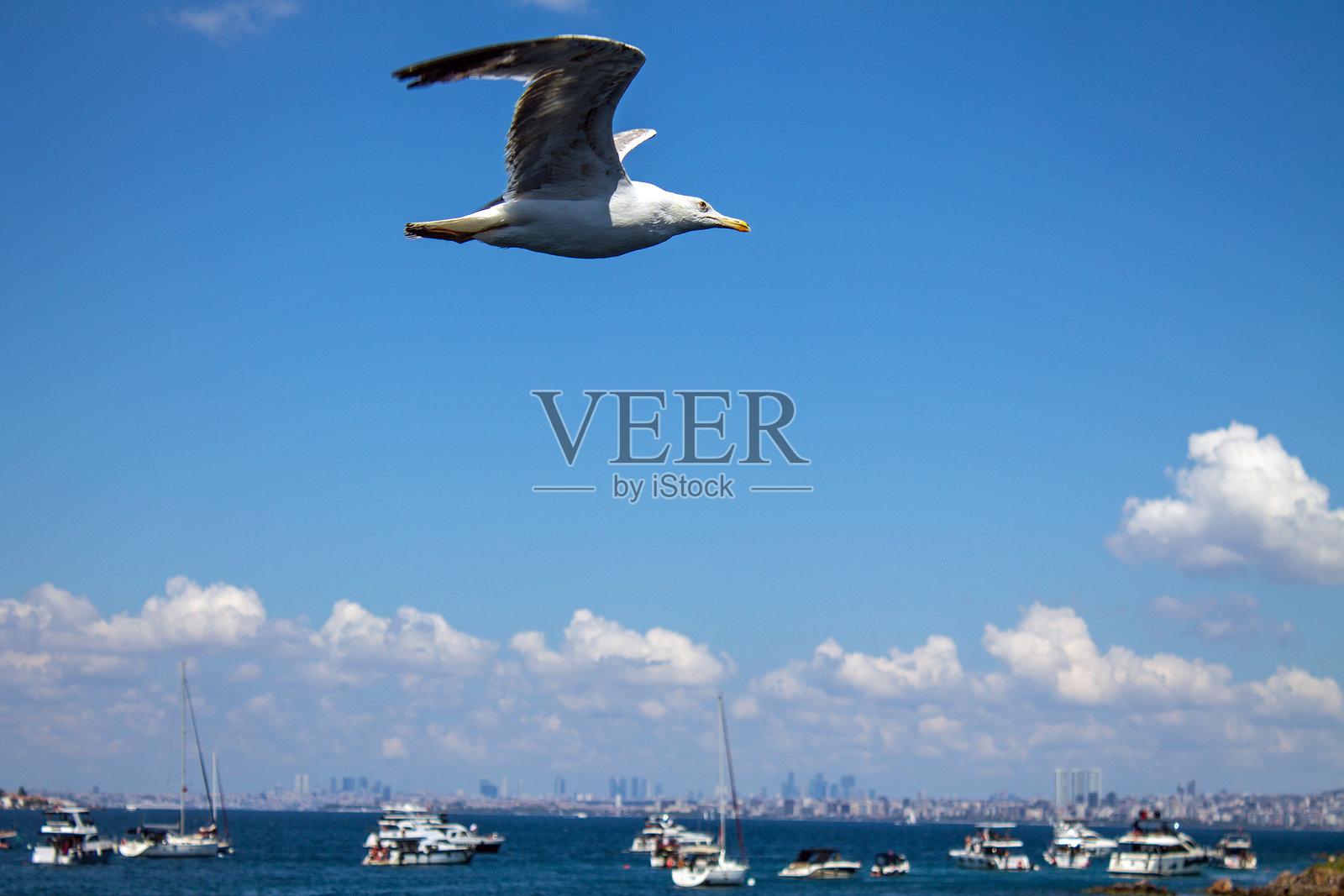 野生的白色海鸥在一个阳光明媚的慵懒的日子里飞过大海，并复制空间照片摄影图片