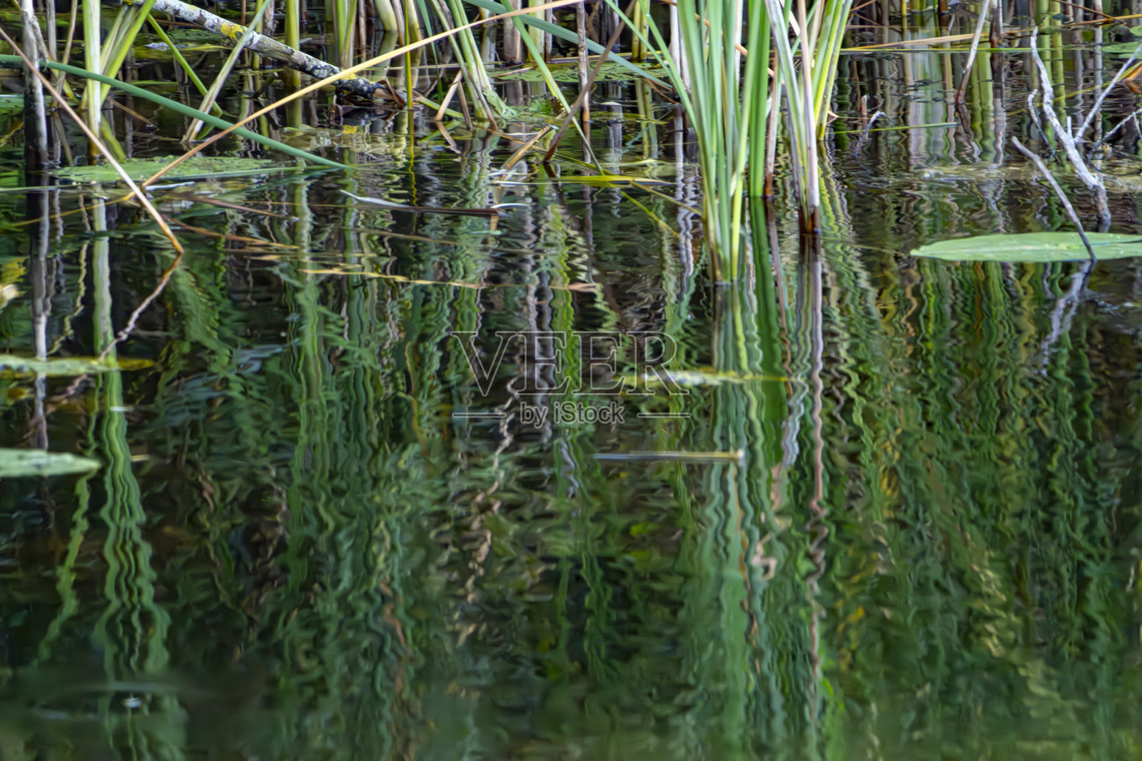 伍德沃尔顿芬自然保护区的芦苇床和湖上的倒影照片摄影图片