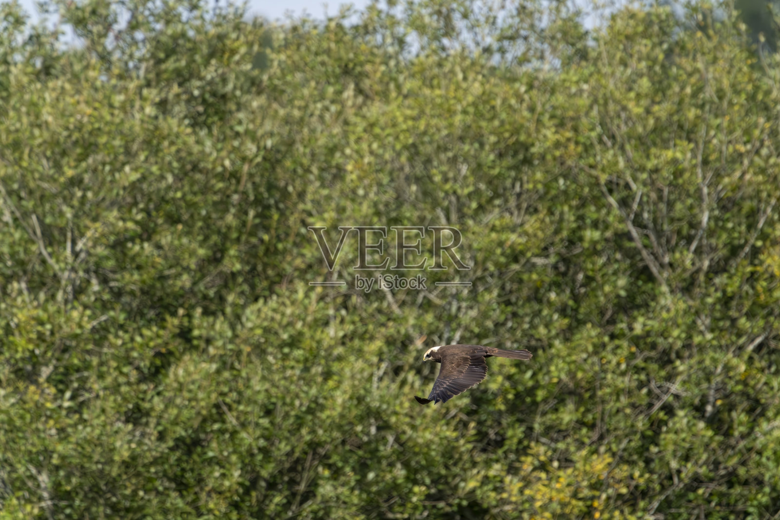 在伍德沃尔顿芬自然保护区的芦苇床上狩猎的沼泽鹞照片摄影图片