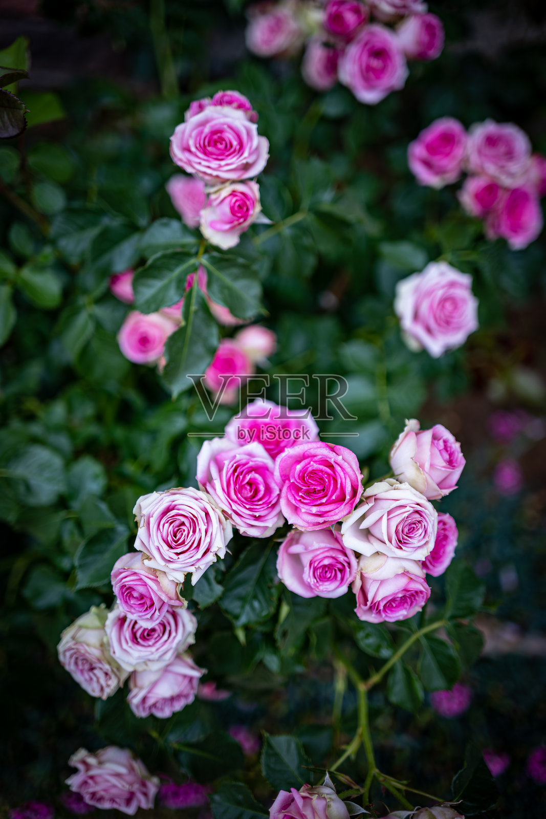 粉红红玫瑰照片摄影图片