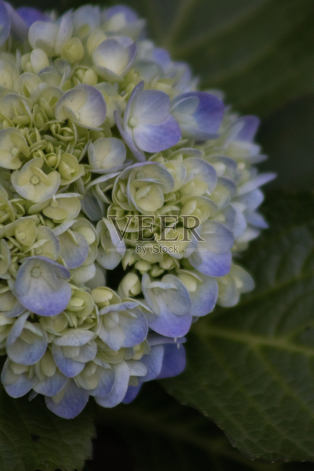 绣球花照片摄影图片