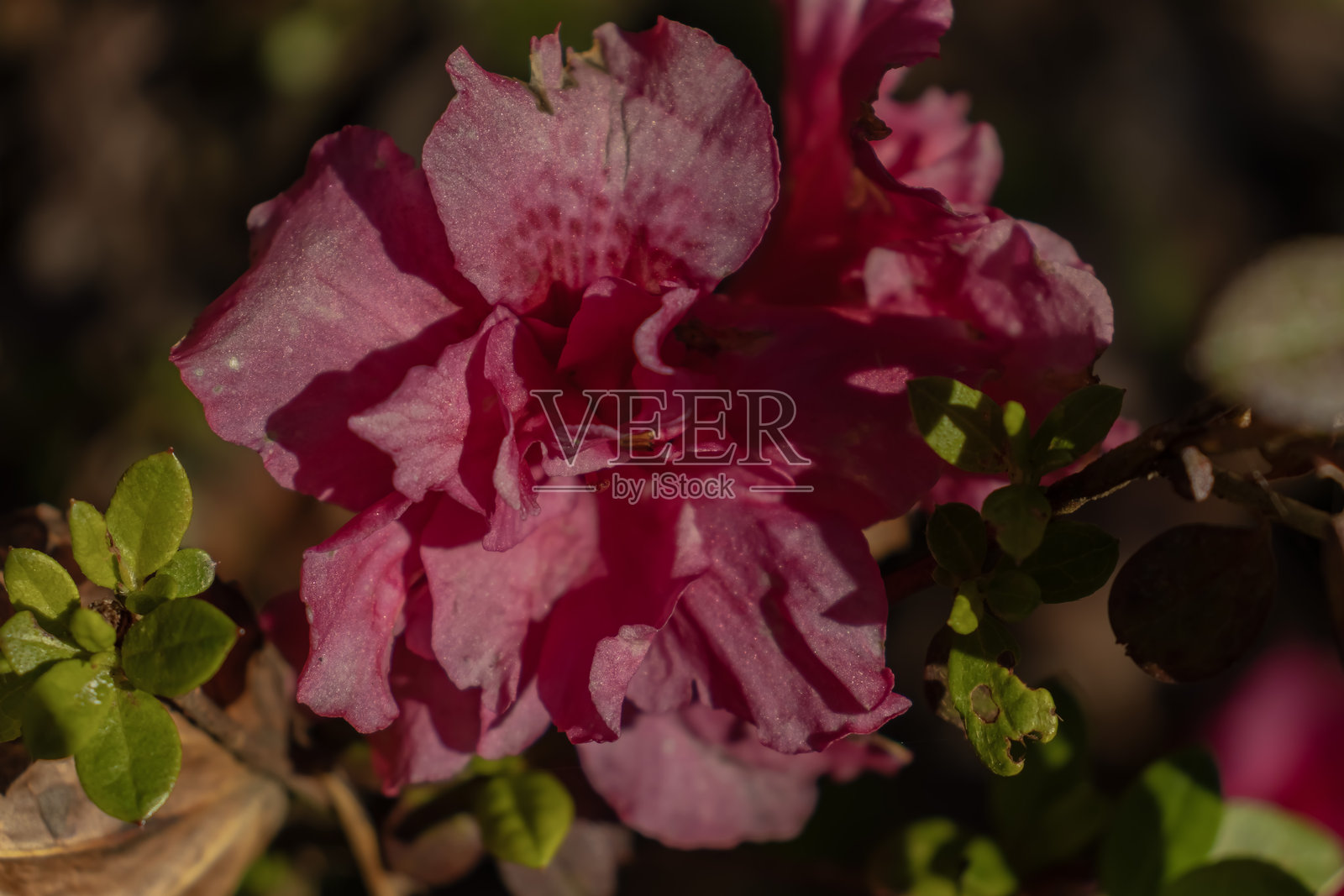 杜鹃花/杜鹃花照片摄影图片